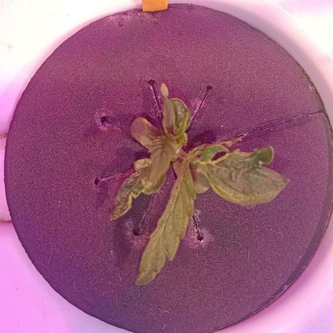 Early Skunk #03 growlog timeline photo