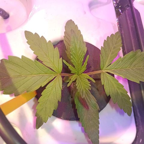 Early Skunk #04 growlog timeline photo