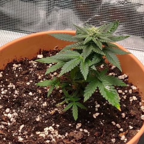 Carl Linnaeus growlog photo: Right before first LST attempts
