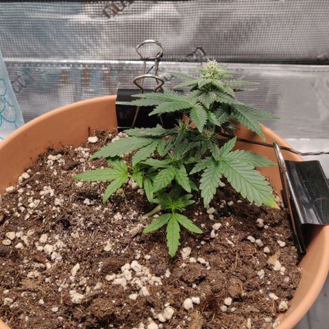Carl Linnaeus growlog timeline photo
