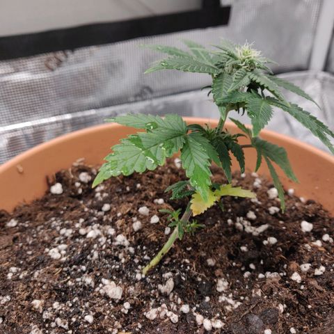 Carl Linnaeus growlog timeline photo