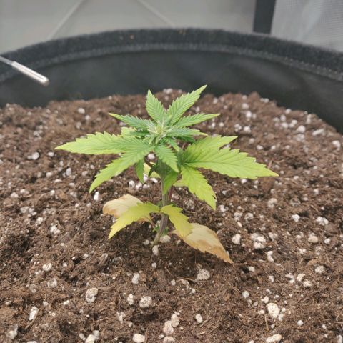 Carl Linnaeus growlog timeline photo