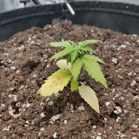 Carl Linnaeus growlog timeline photo