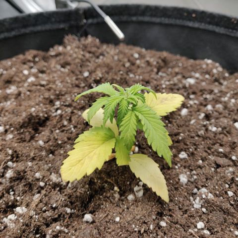 Carl Linnaeus growlog timeline photo
