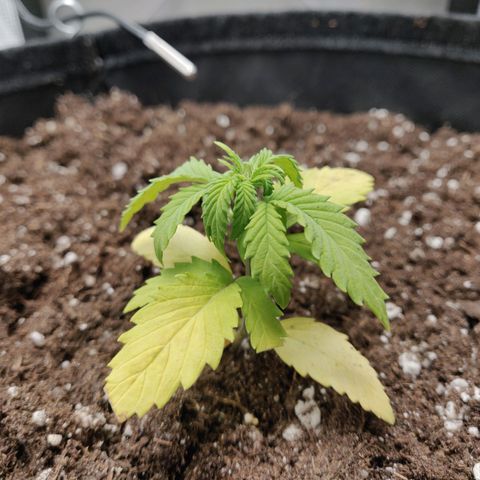 Carl Linnaeus growlog timeline photo