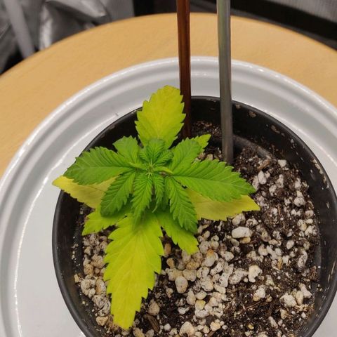 Carl Linnaeus growlog timeline photo