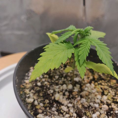 Carl Linnaeus growlog timeline photo
