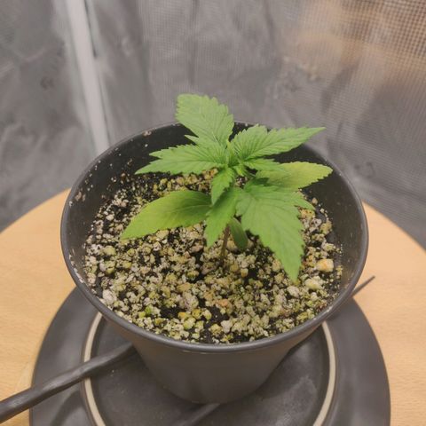 Carl Linnaeus growlog timeline photo