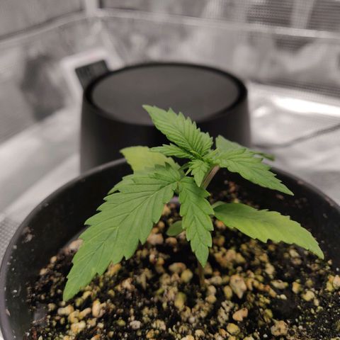 Carl Linnaeus growlog timeline photo