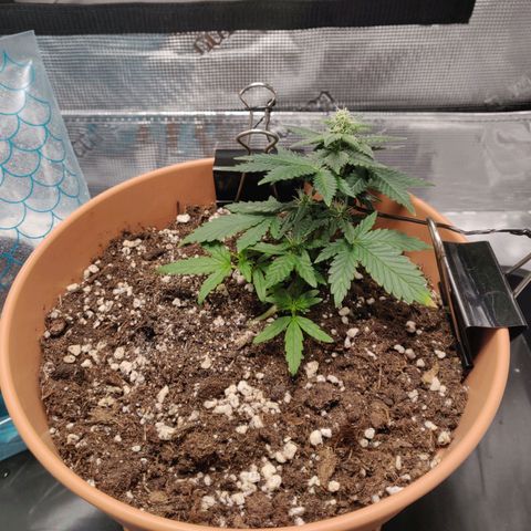 Carl Linnaeus growlog timeline photo