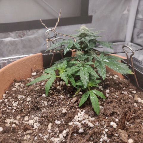Carl Linnaeus growlog photo: The lower leaves are still showing growth, adjusted the training strings, not too much