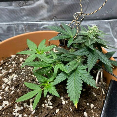 Carl Linnaeus growlog timeline photo