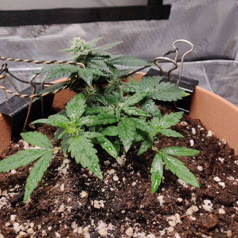 Carl Linnaeus growlog photo: Leaves look happy, reaching a bit towards the light. no signs of nutrient damage so far. Observe for a week, keep nutrients at same level with next watering. Of no damage after a full week, start increasing