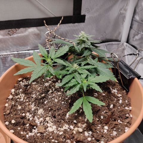 Carl Linnaeus growlog timeline photo