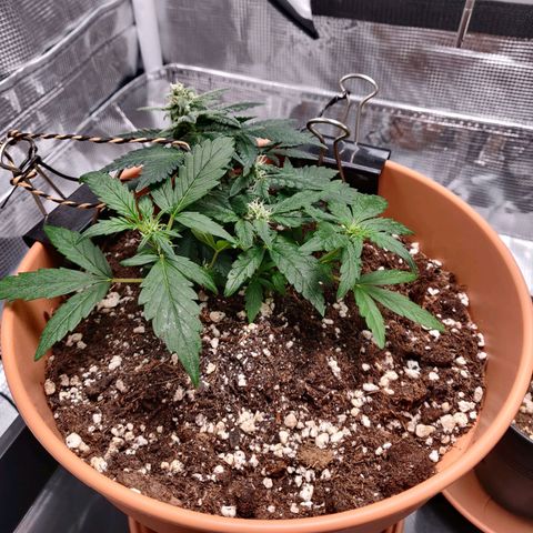 Carl Linnaeus growlog photo: Bottom leaves "exploded" with nutrients. No sign of stress.
Will slowly start to increase the nutrients to gradually get to recommended ppm readings for the stage