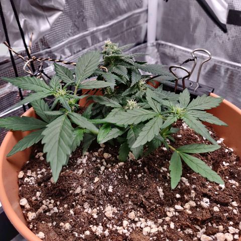 Carl Linnaeus growlog photo: Bottom branches clearly separated in two. Both bottom branches show great growth. Continuing with nutrients