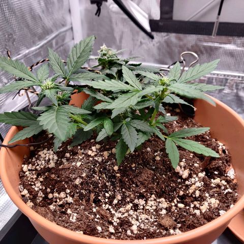 Carl Linnaeus growlog timeline photo