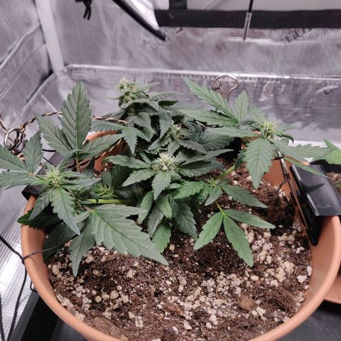 Carl Linnaeus growlog timeline photo