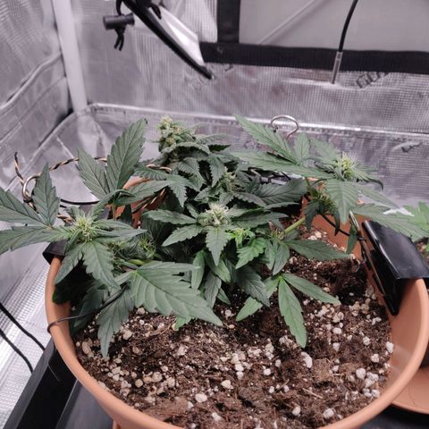 Carl Linnaeus growlog timeline photo