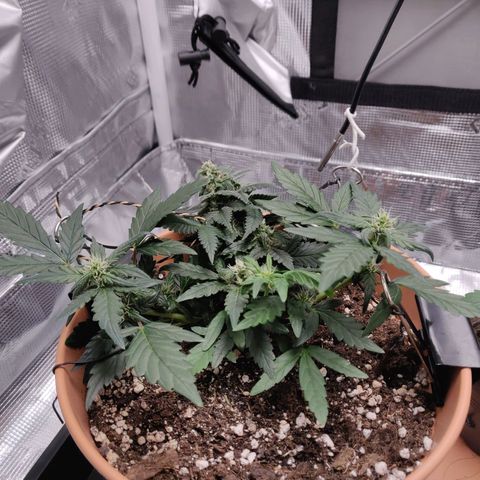 Carl Linnaeus growlog timeline photo