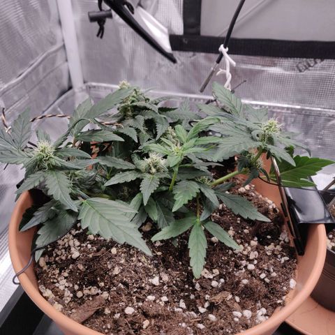 Carl Linnaeus growlog timeline photo