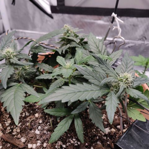 Carl Linnaeus growlog timeline photo