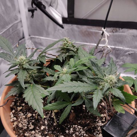 Carl Linnaeus growlog timeline photo