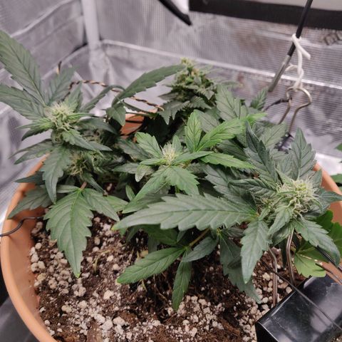 Carl Linnaeus growlog timeline photo