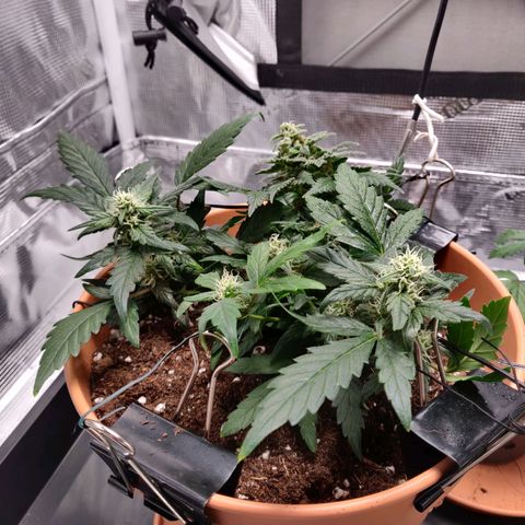Carl Linnaeus growlog timeline photo
