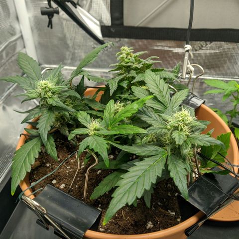 Carl Linnaeus growlog timeline photo