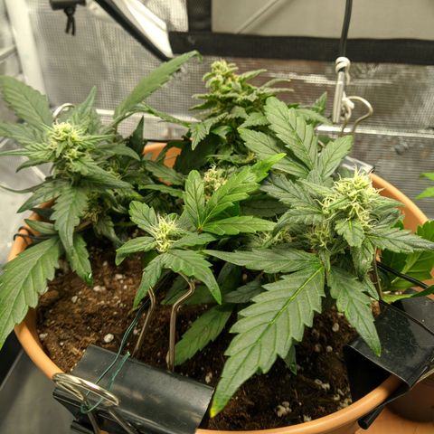 Carl Linnaeus growlog timeline photo