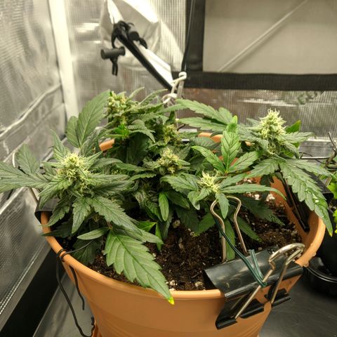 Carl Linnaeus growlog timeline photo