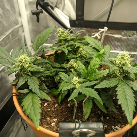 Carl Linnaeus growlog timeline photo