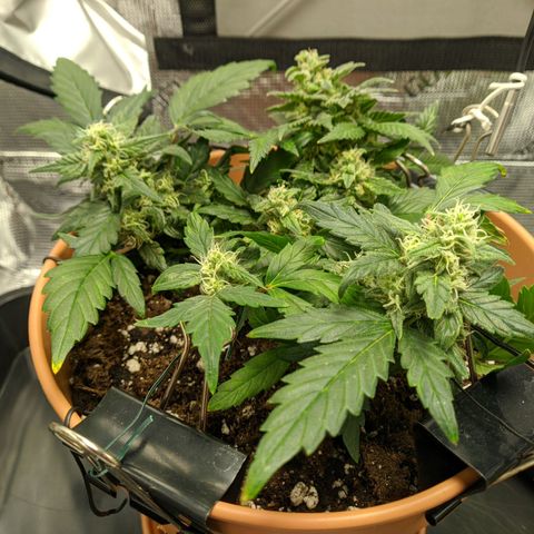 Carl Linnaeus growlog timeline photo