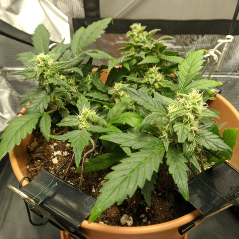 Carl Linnaeus growlog timeline photo