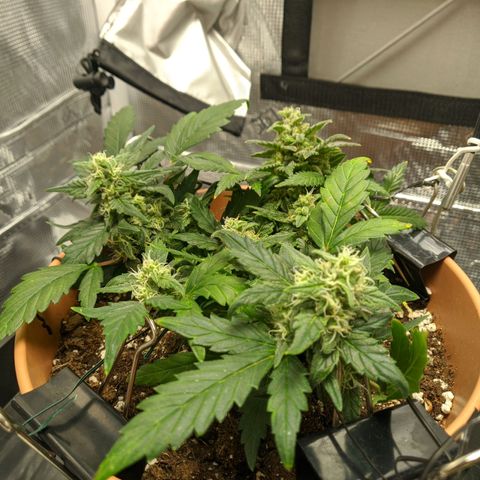Carl Linnaeus growlog timeline photo