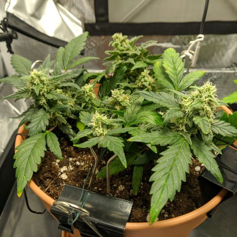 Carl Linnaeus growlog timeline photo