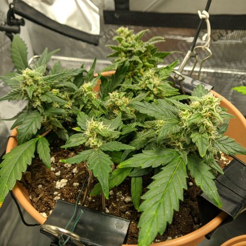 Carl Linnaeus growlog timeline photo