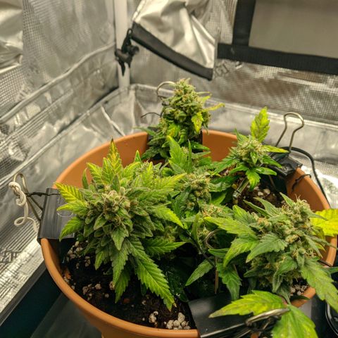 Carl Linnaeus growlog timeline photo