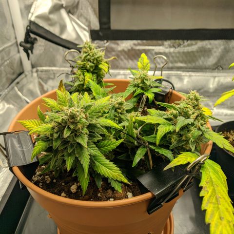 Carl Linnaeus growlog timeline photo