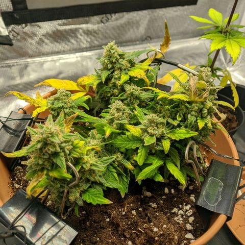 Carl Linnaeus growlog timeline photo