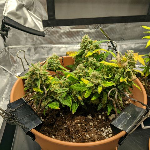 Carl Linnaeus growlog timeline photo