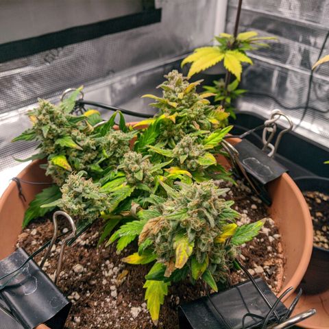 Carl Linnaeus growlog timeline photo
