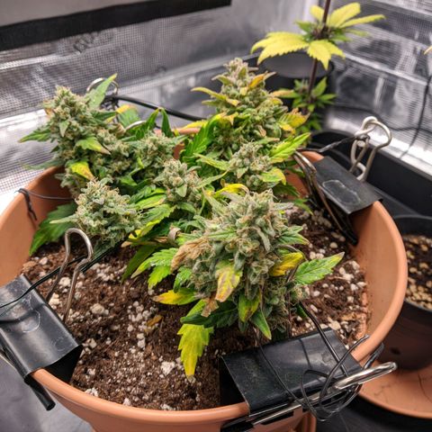 Carl Linnaeus growlog timeline photo