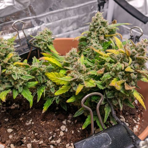 Carl Linnaeus growlog timeline photo