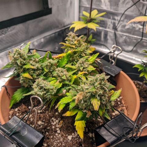 Carl Linnaeus growlog timeline photo