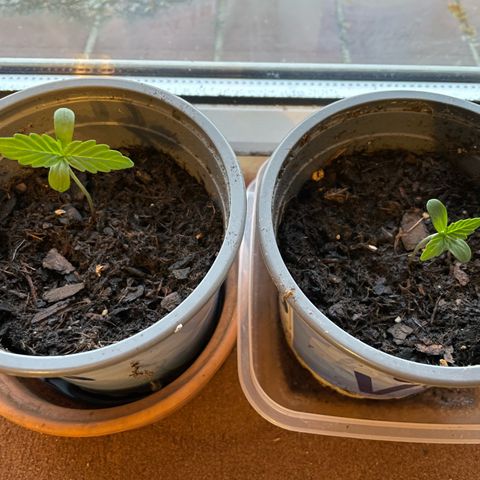 Hyperion F1 #1 growlog timeline photo