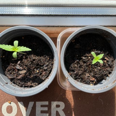 Hyperion F1 #1 growlog timeline photo