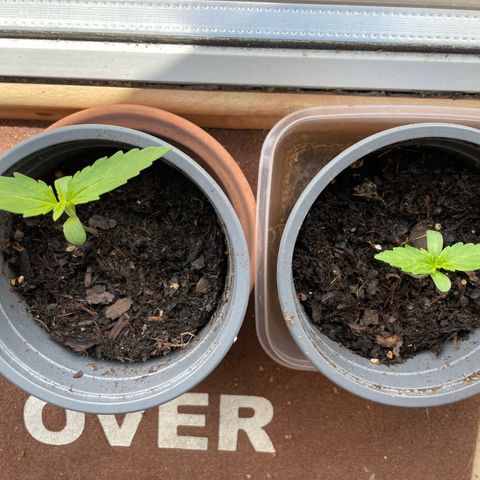 Hyperion F1 #1 growlog timeline photo