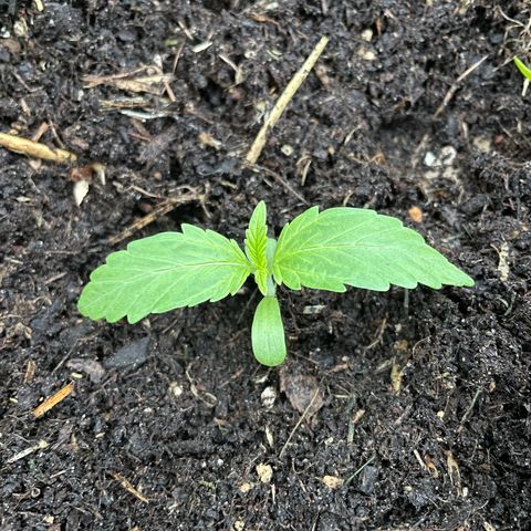 Hyperion F1 #1 growlog timeline photo